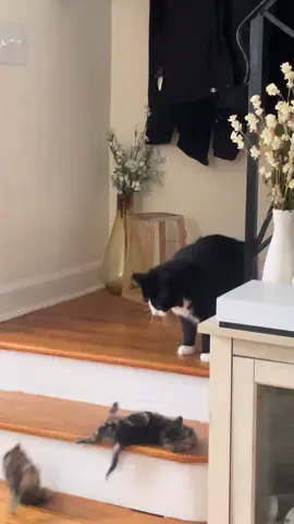 The kitten was completely fine 😂😂 but why did he do that #tuxedocat #kittens #PetsOfTikTok #catanddog #animalsoftiktok 