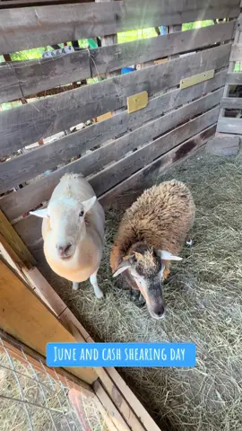 #juneandcash #shearing #hair #sheep 