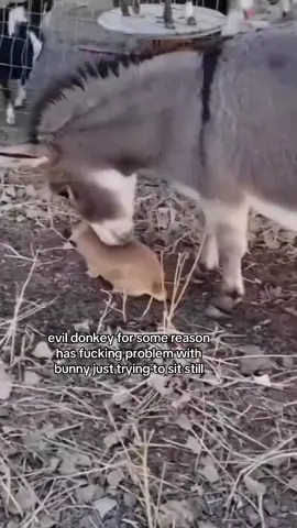 he is trying to connect their souls. #spirituality #rabbit