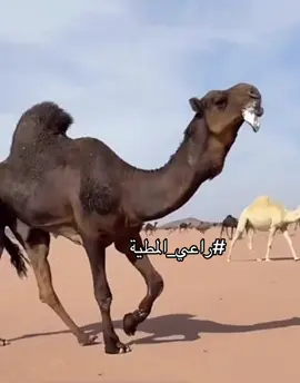 #البل #اكسبلور ‏ #you #fpy #dúo