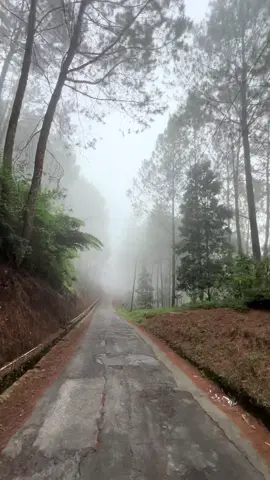 Telomoyo Vibes