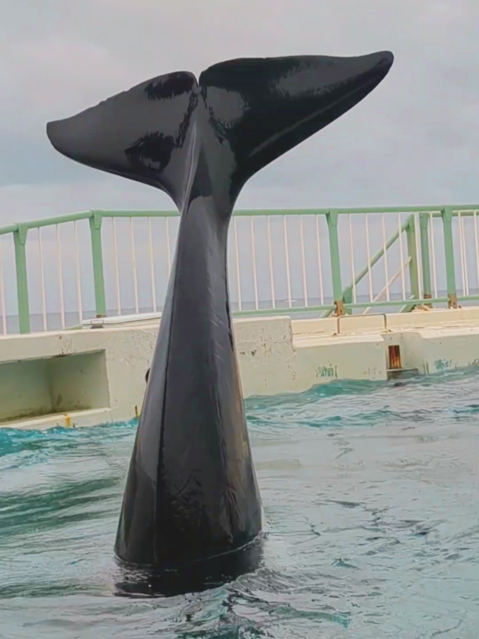 #orca #orcas #jessica 