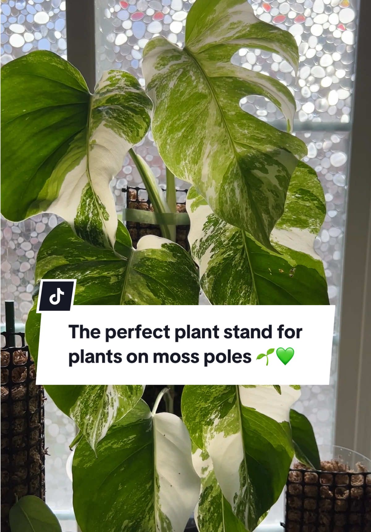 The perfect plant stand for plants on moss poles 🌱🪴💚 #tiktokshop #plants 