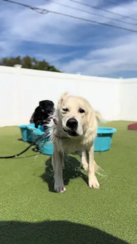Ah, to be a golden at doggy daycare #dogs #boarding #doggydaycare #Summer 
