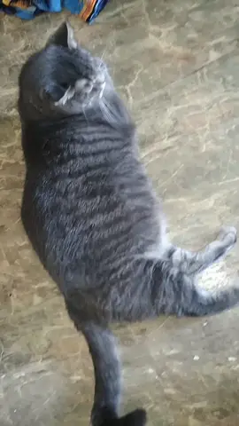 meat nermal #catsoftiktok #cats #baddog #crazy 
