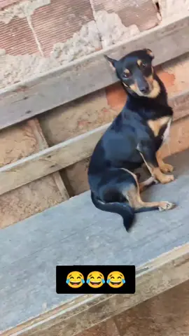 estamos de volta com negão  #humor #cachorros #apelidos #animals #fyp 