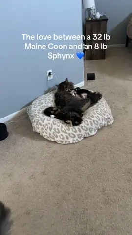 These 2 are obsessed with each other 😭💙😍 #mainecoon #spyhnx 