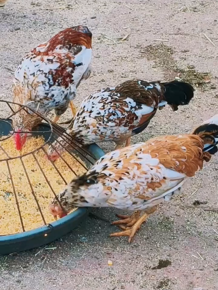 new addition#hen #eatingbirdfood #chicken #birds #usa
