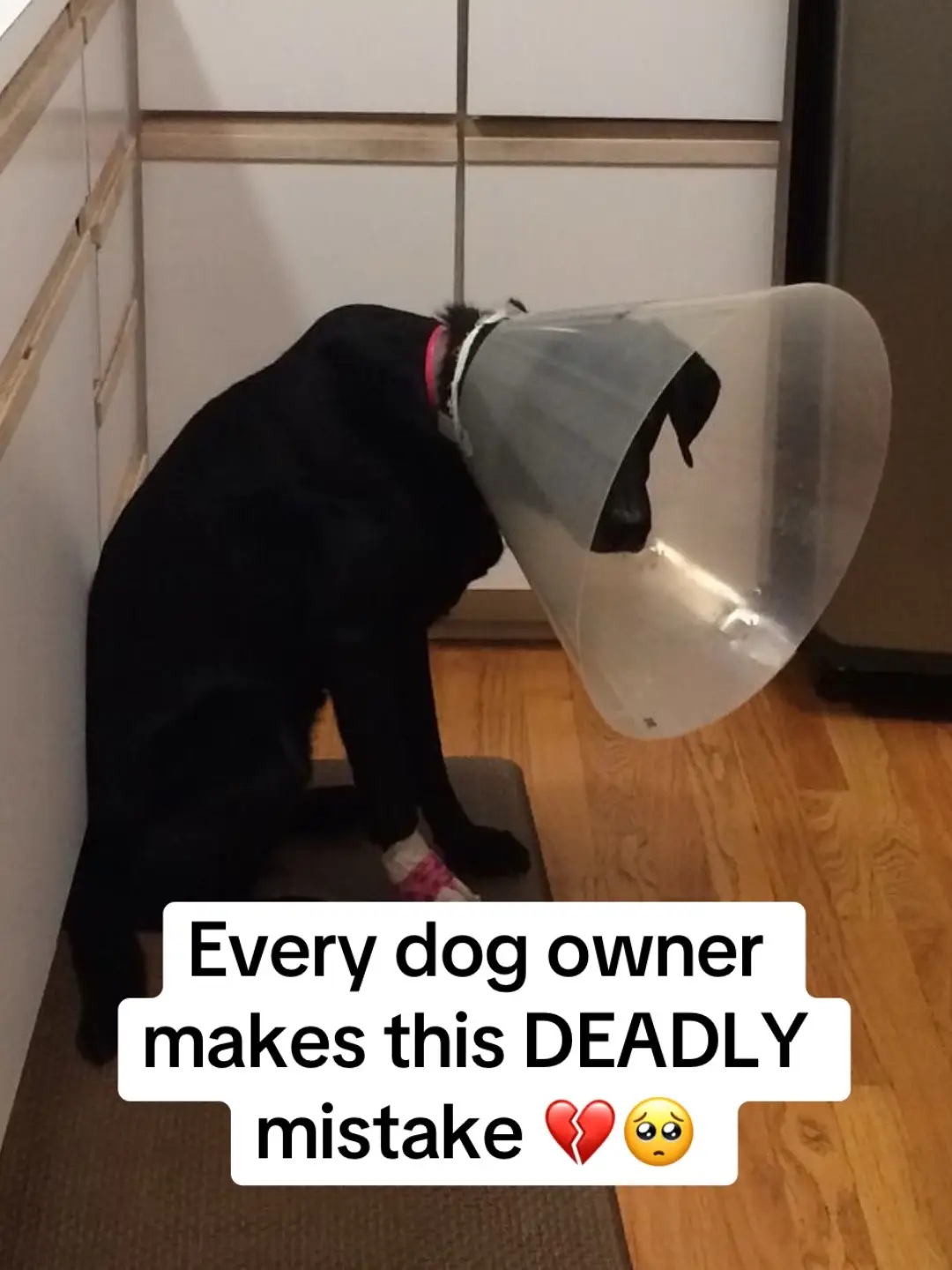 #dog #dogsoftiktok #PetsOfTikTok #fyp #dogfood 