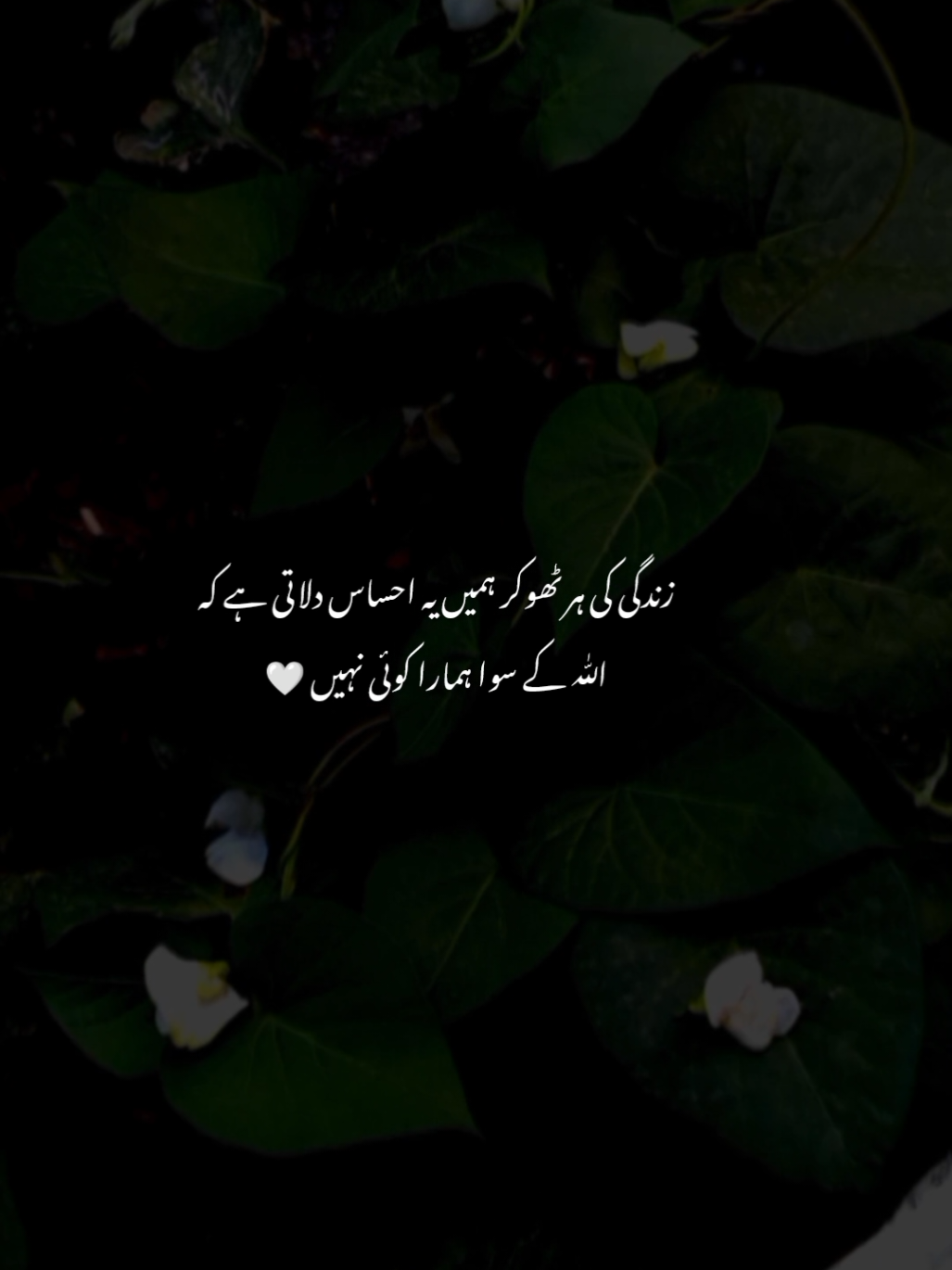 🌚🤍 | #Ziroox #fyp #foryou #foryoupagе #sad #sadpeotry #sadshayri #urdu #urdypeotry #urdushayari 