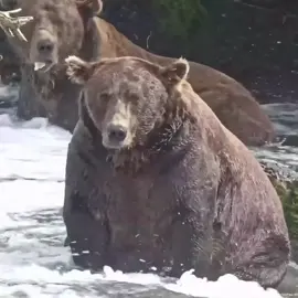 It’s the most wonderful time of the year! Fat Bear Week 2025 begins 9/22/2025. Be there for all the action!  #fatbearweek #katmainationalpark #fatbearweek2025 🎥: @explore.org 
