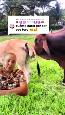 Respuesta a @🐻-☪️ 🪯-OSITO-🪯 ☪️-🐻 #greenscreenvideo aprendan de ese toro 🐂😂😂😂😂😂#maraxiolaquitasueño #yosoytudolordecabeza 