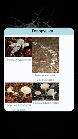 Говорушка гриб — это род грибов из семейства Рядовковые (Tricholomataceae). Эти грибы широко распространены в лесах умеренной климатической зоны и имеют как съедобные, так и ядовитые виды. #мем #гриб #meme #биология #гофман 