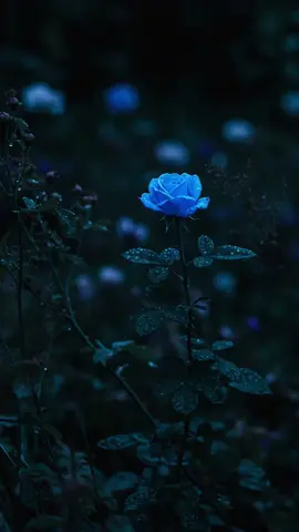 #장미 #rose 