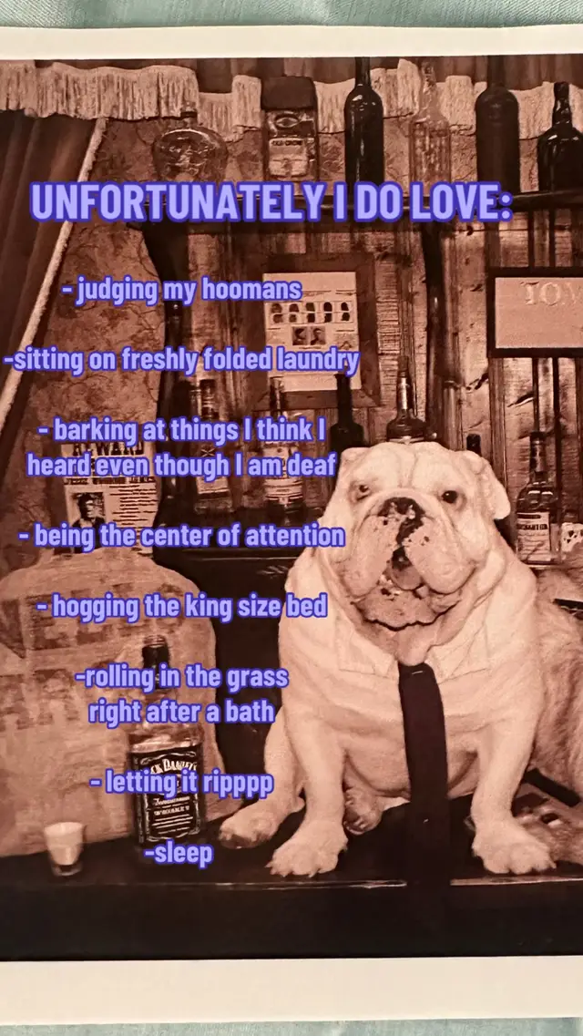 I could go on and on about what i love  #jupiterthebulldog 