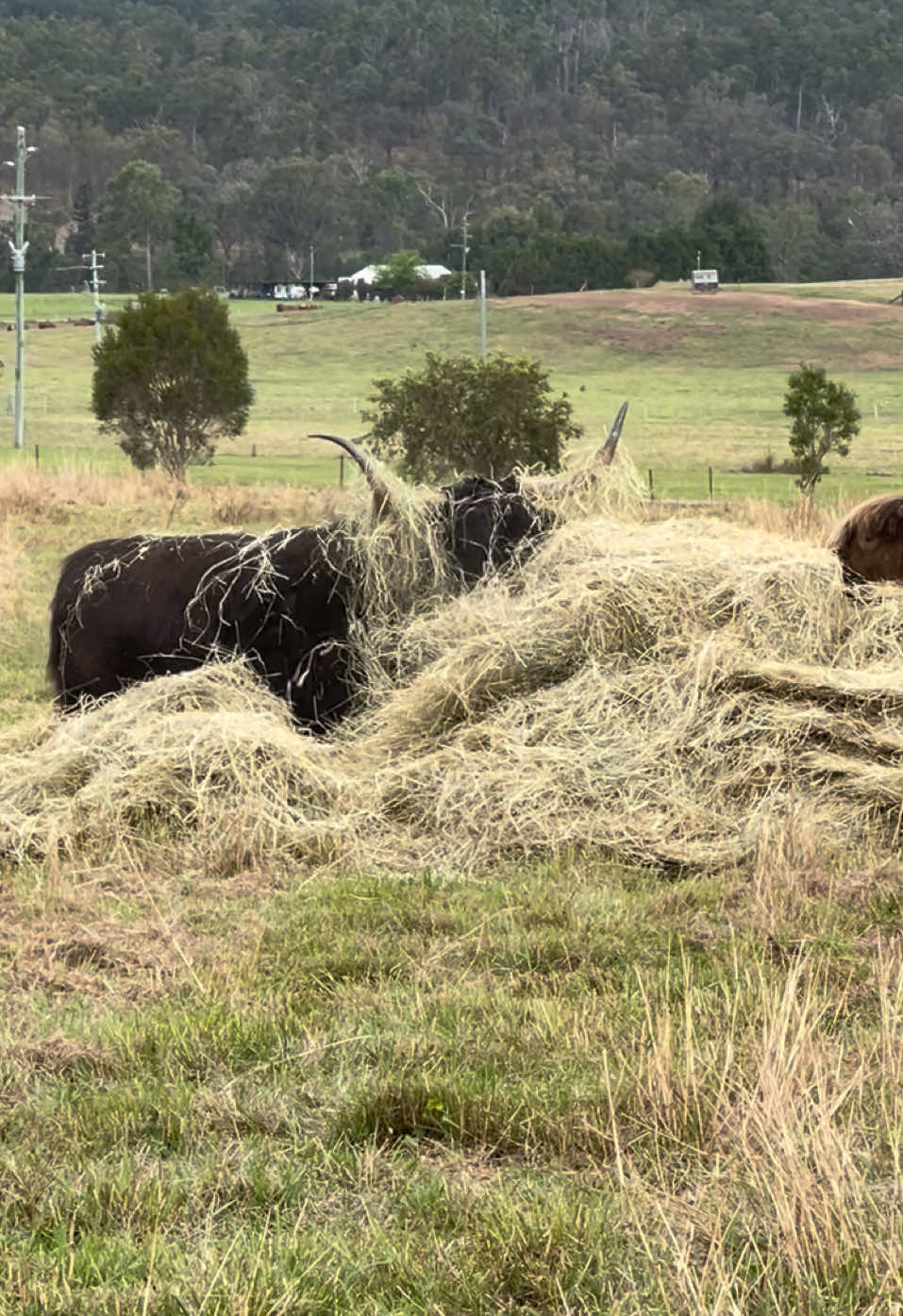 You are in danger if you are a round bale.  #highlandcow #fluffycow #fypシ゚ 