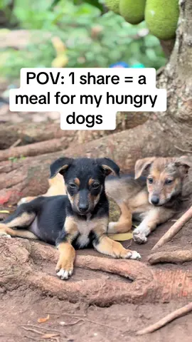 Gofundme link in bio  Even 1$ really helps  #dogsoftiktokviral #gofundme #viraldogs 