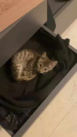 #kit#fur 