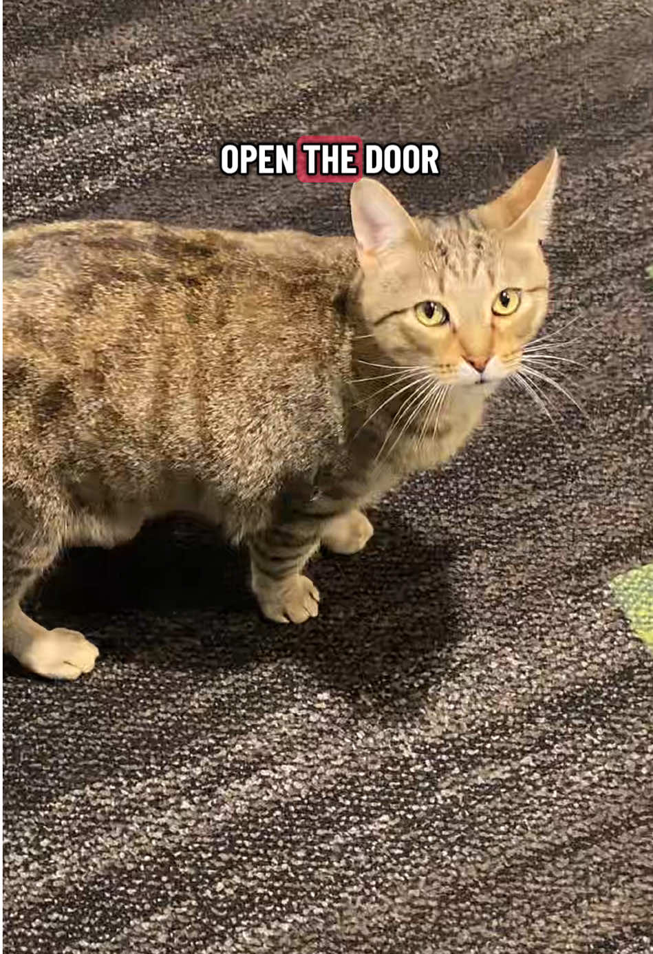 Hooray for me leaving my apartment #Vlog #catsoftiktok #cattok #anxiety #fyp 