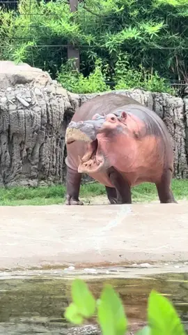 My spirit animal 