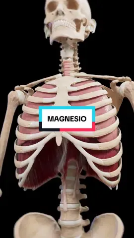 💊 ¿Qué pasa si tomas magnesio cada noche por 14 días? 1️⃣ Calambres alv: piernas y cuello se relajan, adiós dolor. 2️⃣ Fuera tics nerviosos: ese ojo loco deja de brincar. 3️⃣ Sueño profundo: sin Netflix corriendo en tu cabeza. 4️⃣ El magnesio es jefe de 300 procesos → ordena tu cuerpo. 5️⃣ Glicinato = absorción chida + sueño liso, sin madrugadas zombie. 6️⃣ A la 4ª noche → despiertas fresco, no como hamburguesa recalentada. 7️⃣ A los 14 días → energía pareja, sin estrés, sin calambres. 👉 Guarda este video, comenta MAGNESIO y te envío GRATIS mi ebook con 200 remedios naturales (solo hoy). #vidasana #salud #magnesio 
