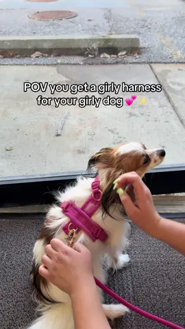 Love how bright and colorful this harness is! It really ✨pops✨ in the sunlight! Winnie is an 8lb papillon for size reference 🩷 #furlou #dogaccessories #dogparents  
