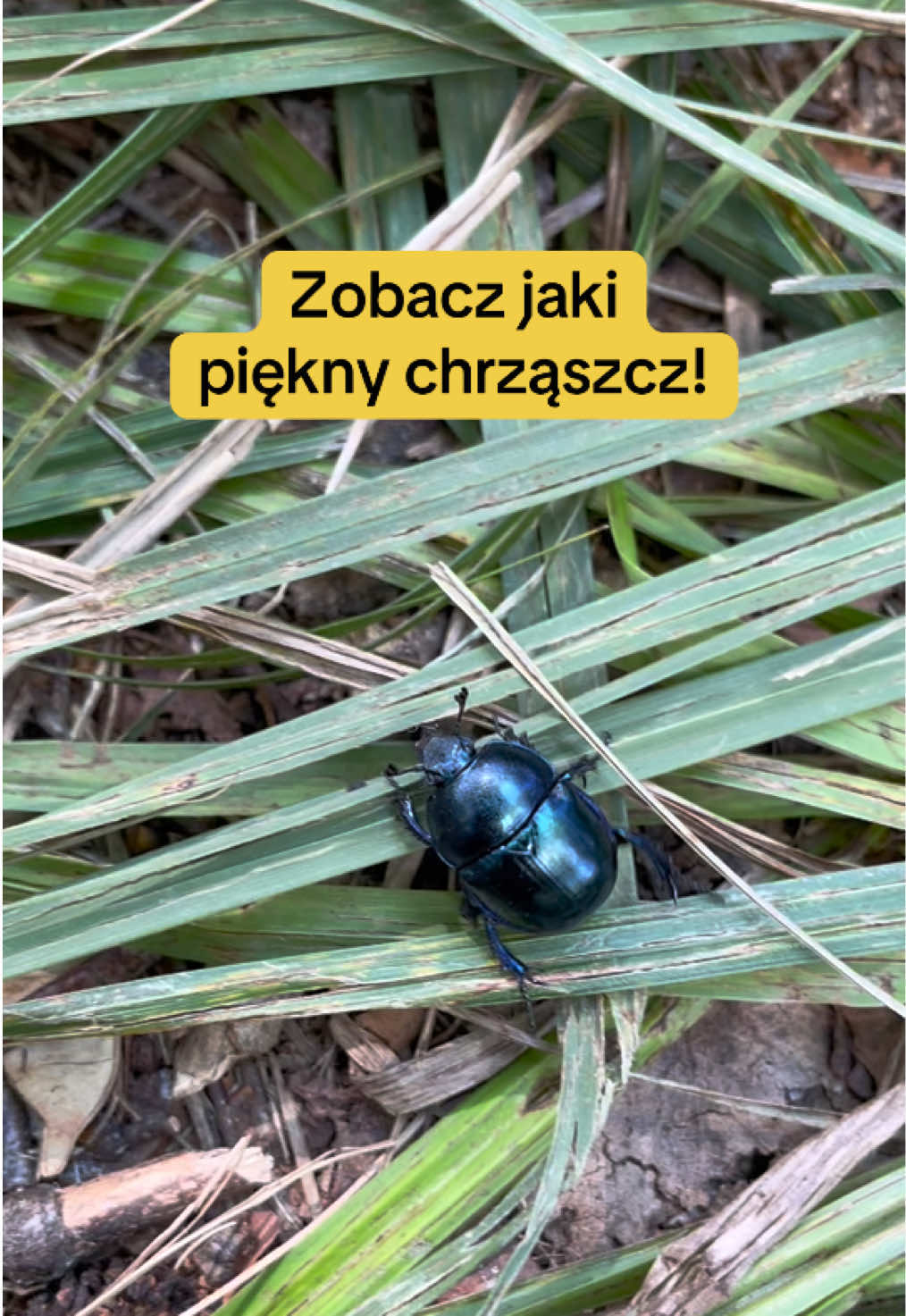Jako anarchiści i osoby o poglądach zbliżonych do anarchizmu, nie wierzymy w skuteczność instytucji państwowych także w kwestii ochrony środowiska. Pomimo deklaracji o służbie wobec swoich obywateli i obywatelek, w rzeczywistości państwo jest nierozerwalnie związane z wielkim biznesem, który dąży do kumulacji kapitału za cenę zniszczeń, które dotykają większość ludzi i istot pozaludzkich. To wielki kapitał kreuje polityków i umożliwia im dojście do władzy, a ci widząc wyraźnie, że ich polityczny los zależy właśnie od kapitału a nie poparcia społecznego, chętnie ułatwiają przeprowadzenie szkodliwych ekologicznie projektów i blokują realne zmiany. Nacisk jaki wywieramy na państwo jest tylko jednym z narzędzi, jakich używamy, nie zapominając jednak, że instytucja ta jest w gruncie rzeczy niereformowalna i zawsze prowadzić będzie do wynaturzeń. Źródło fragmentów: broszura Zielonej Fali #jestemeko #weganizm #anarchizm #przyroda #klimat 