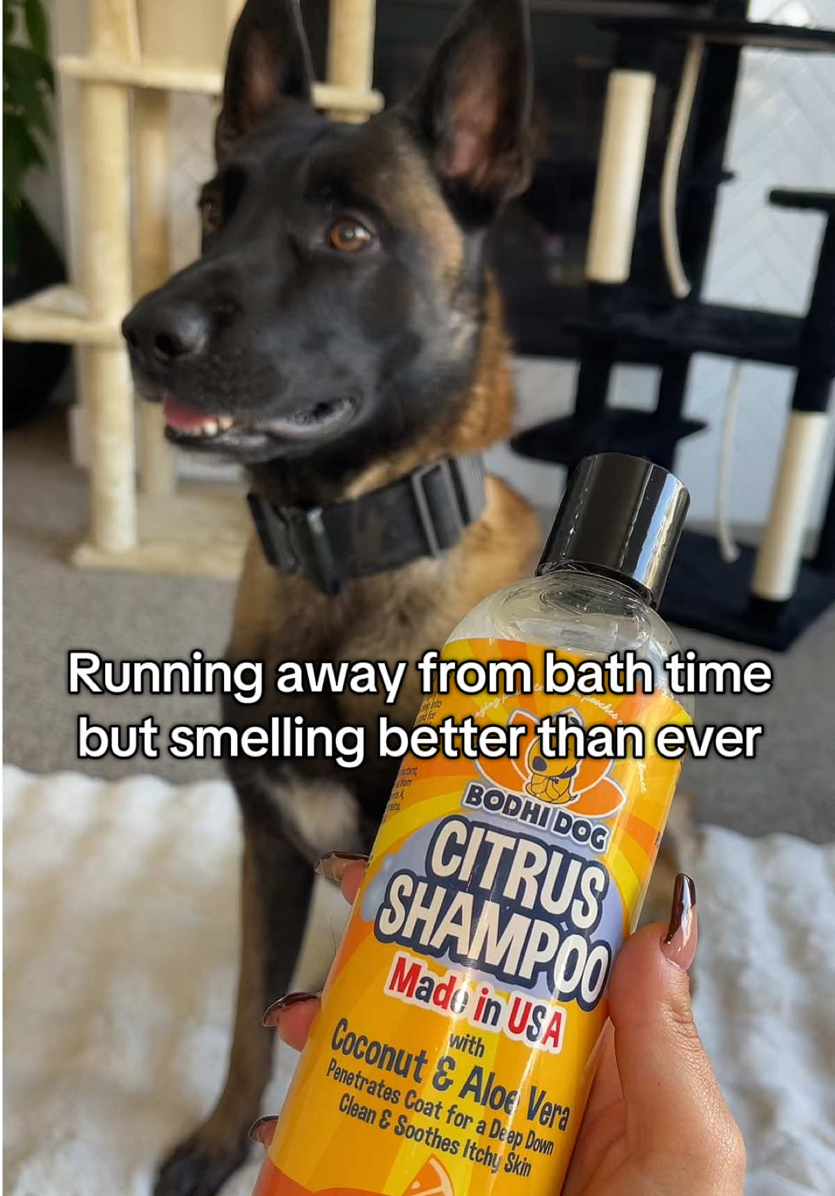 Citrus Dog Shampoo with Coconut and Aloe for a Shiny Coat #DogShampoo #PetCare #HealthyCoat #NaturalDogCare #FreshCleanPup 