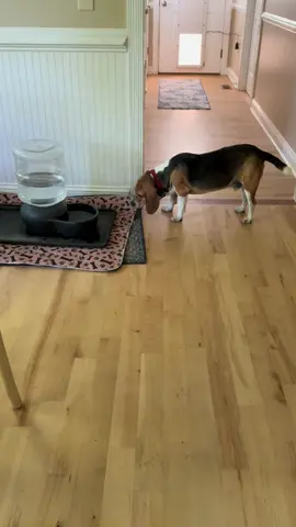 Sometimes we bite off more than we can chew, but you have to appreciate the effort by #YourDailyDexter! #determineddexter #beagle #rescueddog 