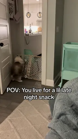 I do the same thing when someone offers me a snack #lol #catsoftiktok #ragdoll @chipandchamp @McKelle 