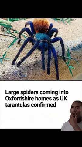 🚨 🕷️ : What in the #JurasicPark is going on in the UK 👀  Large #spiders coming into #Oxfordshire homes as #UK tarantulas confirmed #Ai enhanced 👀 r