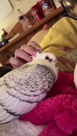 #pigeon #petpigeon #pigeonsoftiktok #bird #thegreedofseed 