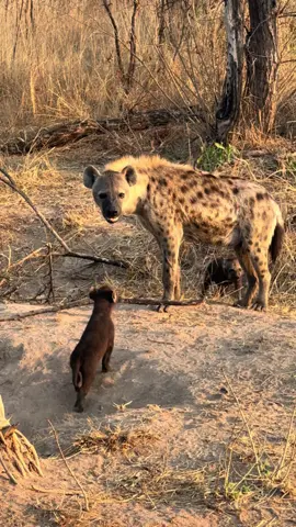 mama hyena & babies in south africa 🥹 #southafrica #safari #wildlifeconservation #hyena #africansafari #mpumalanga 