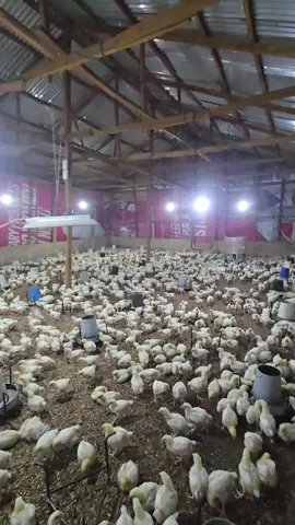 Progress. #poultry #chicken #poultryfarming 