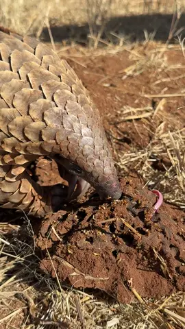 👅Did you know pangolins only eat ants and termites? Watch closely, his tongue is so long it comes out the other side of the nest! 🤯 Pangolins are nature’s original pest control, consuming over 15,000 ants and termites in a single night.  One of the many reasons these shy, scaly insect-eaters are so important to our ecosystems. #pangolindiaries #pangolin #cuteanimals #AnimalFacts #teampangolin 