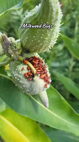 Milkweed Bugs are native to North America, and they eat milkweed seeds, and only milkweed seeds. Their objectively boring diet helps keep milkweed populations in check, and the seeds' toxic compounds are what give these bugs their bright orange look. Like the famous monarch, these bugs are toxic to most predators. Also, like the monarch, they migrate south if they hatch in colder climates so they can keep munching on high-quality plants. It is possible for them to fly, but they tend to take the easier route of drifting on the wind, just like the seeds they love. Generally speaking, these bugs aren't harmful and can safely be left alone. Do you like nature facts, tips, and peeks into parenting a small human? Follow along with me for more! #milkweedbugs #bugfacts #truebugs #bugfeature