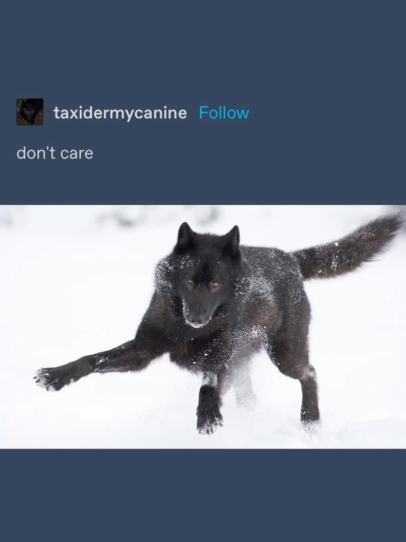 Dog Mood #voiceacting #memes #tumblr #dontcare #dogs #wolves