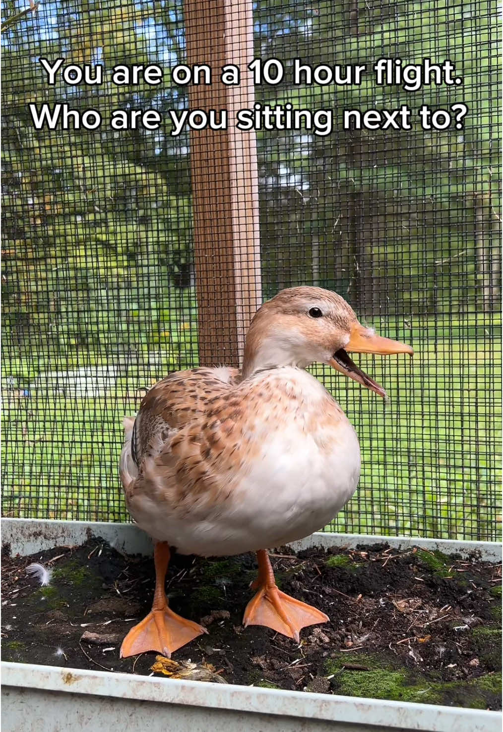 Avocado Toast is a self insert 🦆 #DunkinDucks #Ducks #PetDucks #FarmAnimals #CallDucks #Pets #Animals 