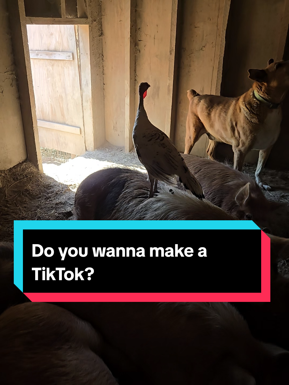 Do you wanna make a TikTok? #EggsistentialFarm #TikTok 