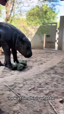 Mars Potato Jones-It’s time to go inside! 🎶 Mars Attacks Mars Attacks 🎶 #mars #babyhippo #pygmyhippo #keepersierra 