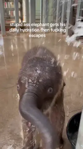 how evil and disgraceful #spirituality #elephant 