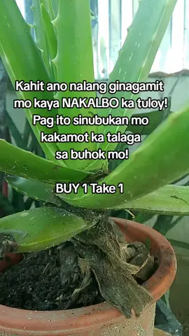 #hairgrowth #hairgrower #minoxidil #antihairloss #fypage  Mis muna ba ang pagbalik ng makakapal mong buhok? check out na!!!