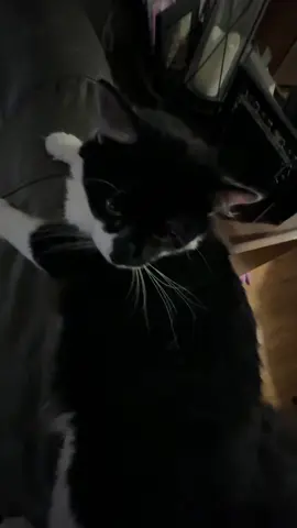 #tuxedocatsoftiktok #monty #catsoftiktok #tuxedocat #baddie 