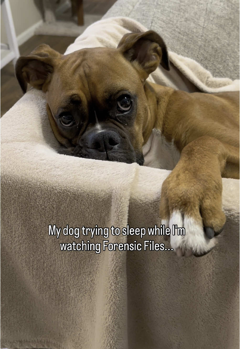 Say what??! #fyp #comedy #dogmom #doglover #comedyskit #cutedogs #dogvideos #dogtrend #boxerdogsoftiktok #boxerdogs