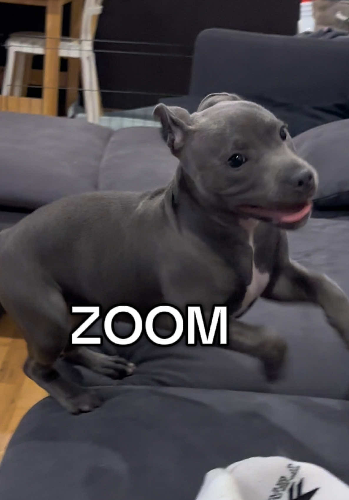 Morning Zoomies 🏃‍♀️💨 . #zoomies #funnydogs #fyp #puppy #bluestaffy