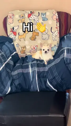 #hi #hazel #dog #chihuahuastiktok #hellotiktokfriends 