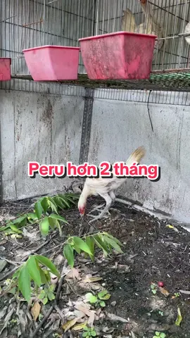 Peru hơn 2 tháng #tienminifram #xuhuong #ga #gada #gaperu 