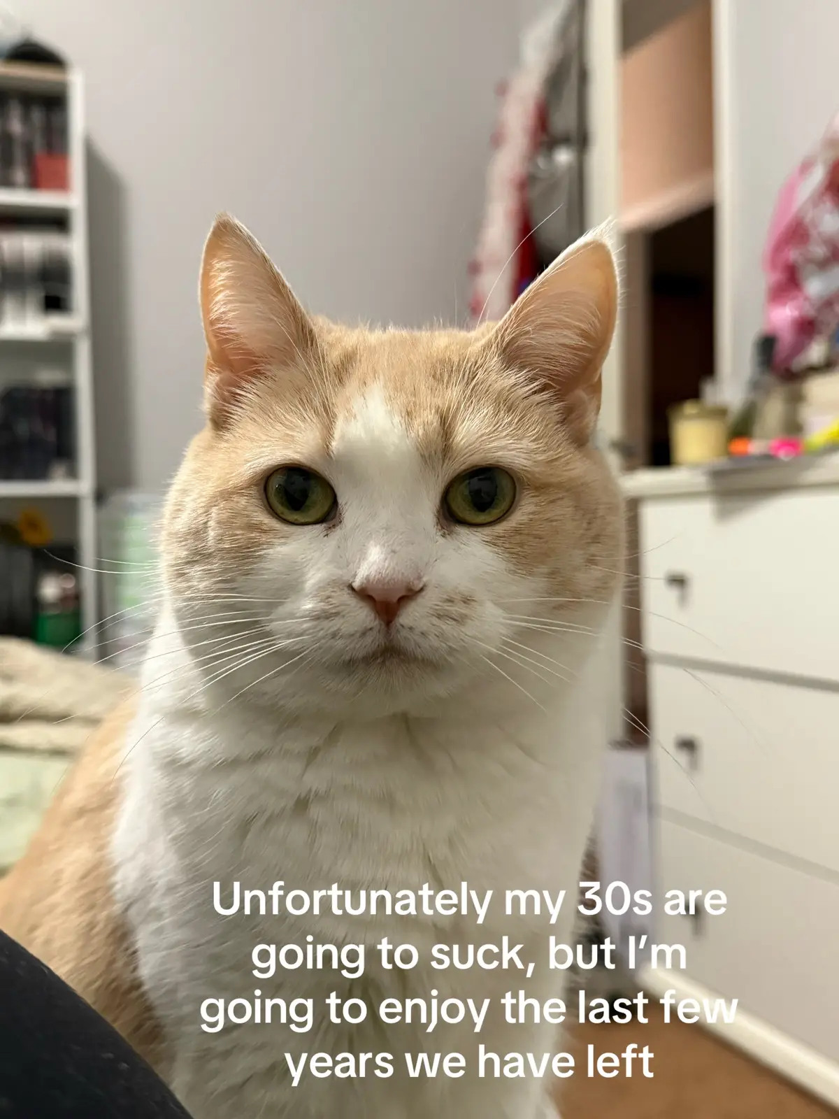 Can pets just live forever? 