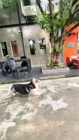 น้องเพลิงนิล   มากกว่าแค่ฝาก คือความรักและผูกพันธ์ ✅ บริการสระว่ายน้ำสุนัข ✅ บริการรับสักรูปสุนัขแมว ✅ บริการรับฝากเลี้ยงสุนัข ✅ บริการอาบน้ำ LOVE ANIMALS HOME รังสิตคลอง5 ช่องทางการติดต่อ ➡️ ID Line : @346ycnrj ➡️ Page : Love Animals Home       รีสอร์ทสุนัข แมว รังสิตคลอง5 ➡️ พิกัด :  Love Animals Home https://maps.app.goo.gl/yMCYTYheeHaDWhnG9?g_st=il #ร#รีสอร์ทฝากสัตว์ร#รีสอร์ทฝากเลี้ยงน้องหมาร#รีสอร์ทฝากเลี้ยงน้องแมวฝ#ฝากเลี้ยงฝ#ฝากเลี้ยงสุนัข         แมว