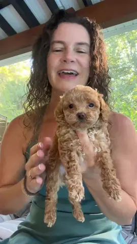 ✨ Meet our “candy bar” crew ✨ Say hi to Twix, Reese’s, and Toffee — our micro & mini Goldendoodles with personalities as sweet as their names. 🍫🐾 We don’t often have micro Goldendoodles in our home, so this is a rare and extra-special trio to watch grow. Their snuggly temperaments and chocolate-inspired names are making our hearts melt just like a treat on a sunny day! 💛🤎 jonesfarmpuppies.com  #JonesFarmPuppies #MicroGoldendoodle #MiniGoldendoodle #GoldendoodlePuppy #DoodleLove       